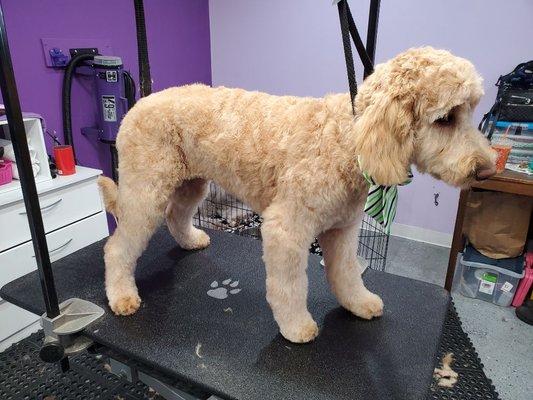 Sage, 5 month old Goldendoodle - her 1st haircut!