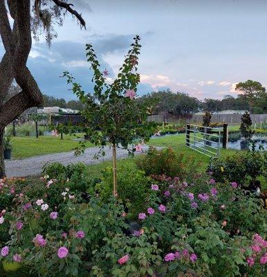 Great selection of flowers, trees, and plants