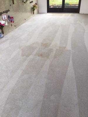 More carpet stains ( possibly a ceiling leak)