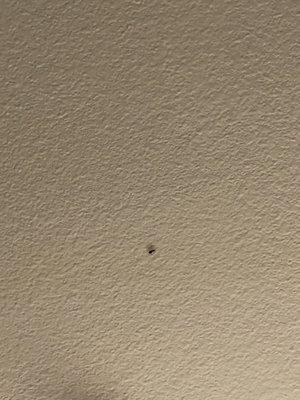 In our room, right above our heads were roaches.