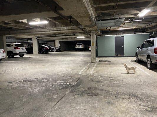 Garage under building where car was broken Into twice featuring Goose the dogs