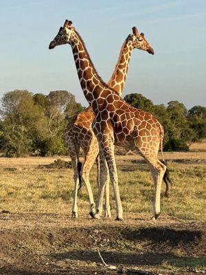 Two young male giraffes.