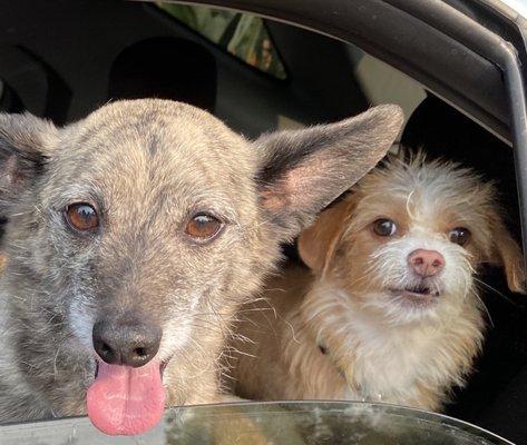 Tippy and Ivy LOVE It's A Dog's Life Academy!