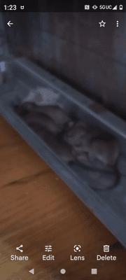 5 rats under my stove along with nesting material