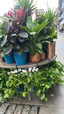 Fresh plants to go home with you