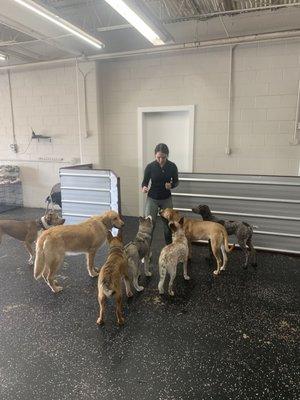 Training session with the pack..all eyes and noses on the trainer with treats!