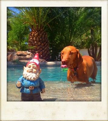 Penny and the gnome keeping cool in the pool.