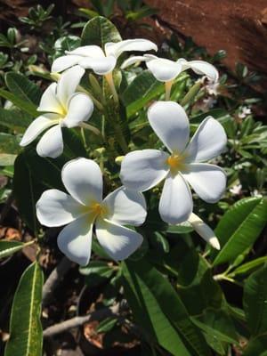 Plumeria...