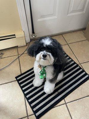 Franklin after his grooming!