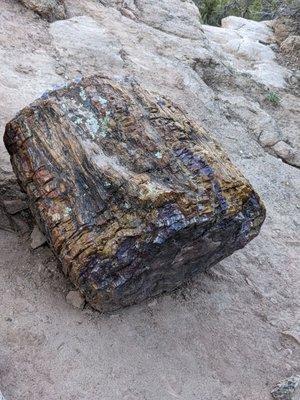 Petrified wood