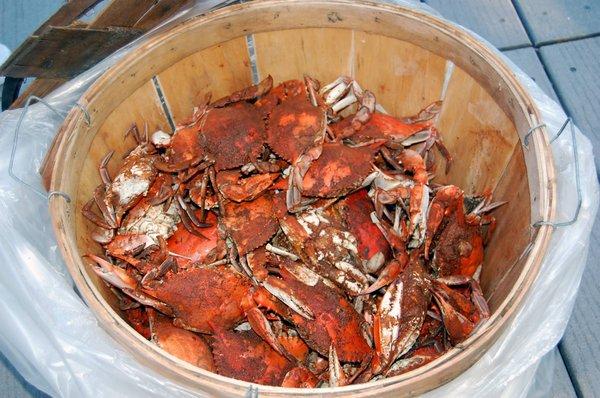 Fresh Steamed Crabs! Yummy