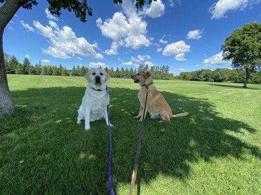 Walked the dogs near Dayton Elementary at Briana Scurry Fields.