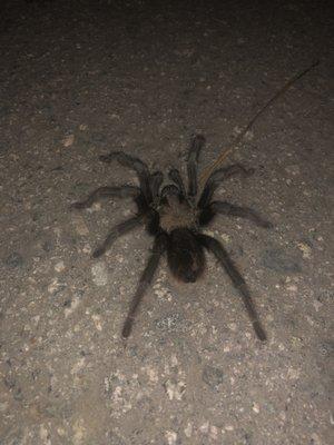 Tarantula on Arastradero path by Esther Clark Park Sept 15, 2021