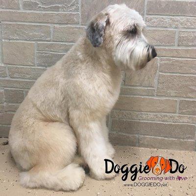 Shamrock the lucky  #wheatenterrier in for her beauty day. So gorgeous she is! #wheaten #lovegroomingdoggies #irishwheaten