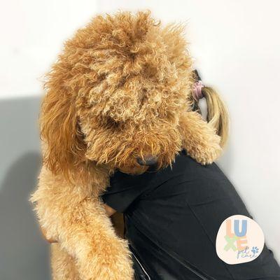 A tender moment as our groomer shares a hug with a furry friend, creating a sense of comfort before the grooming session