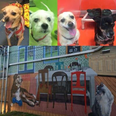 Adoptable dogs on Thanksgiving 2015