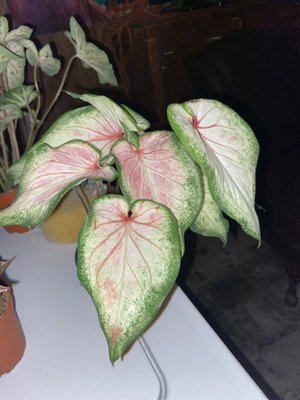 Caladium