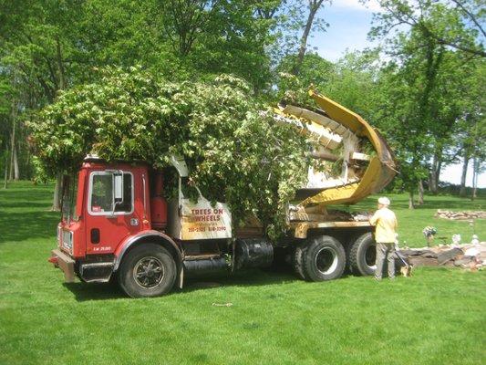 Planting a big tree with the big truck