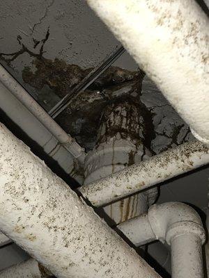 Roach problem caused by excessive grease being poured down drains. No clean up creates a perfect habitat