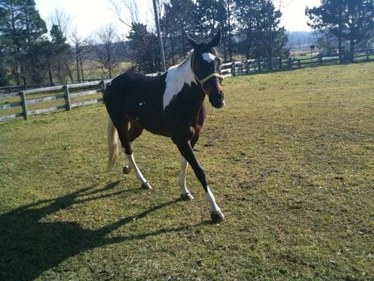 Covered Wagon Saddlery