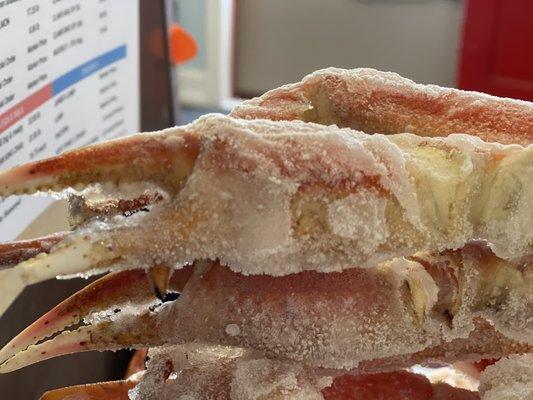 The biggest snow crabs we've ever seen!