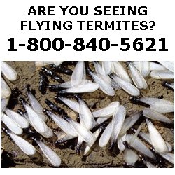 CALL NOW FOR A FREE TERMITE INSPECTION!