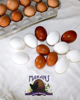 Examples of our dark brown, chocolate eggs.