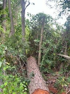 Base of dead tree