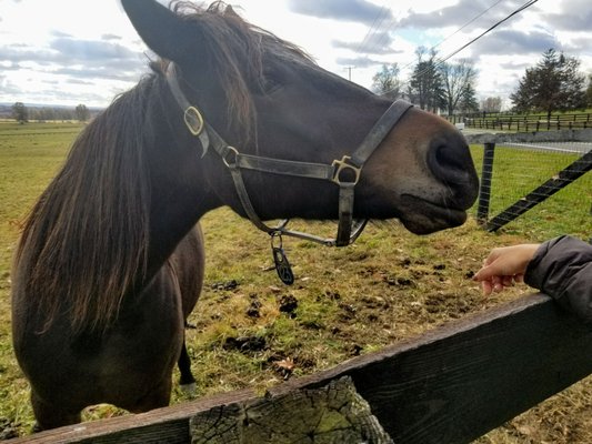 Blue Chip Farm