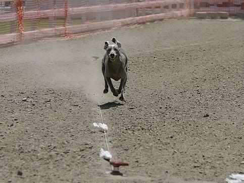 Odin running in the lure course.