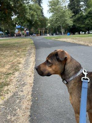 Auggie - one of our favorite Fluffy Boss clients!