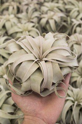 Xerographica (king of Airplants) from Small to Large Size