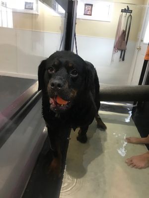 Odie did very well first time in the water treadmill. :)