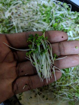 We harvest fresh microgreens weekly.