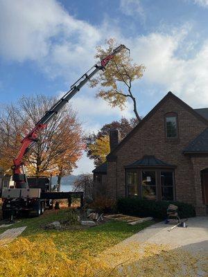 Removal of a tree in the backyard over top of the house.