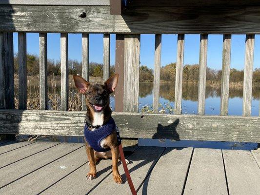 Happy dog! After training with Tuff Pup Training, my dog can safely and happily go on walks in public places.