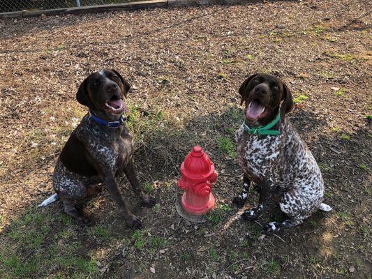 Ajax and Atlas happy to meet some new friends... and a fire hydrant to potty on.