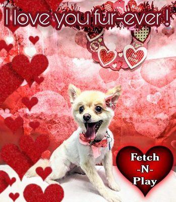 Fetch-N-Play