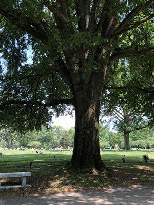 Looking past this lovely mature tree onto one of our gardens.