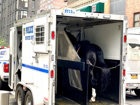 Mounted Unit was in Chelsea today.  04/17/23