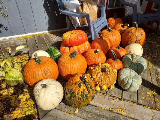 Yes, we deliver pumpkins of all shapes and sizes. Get yours today.