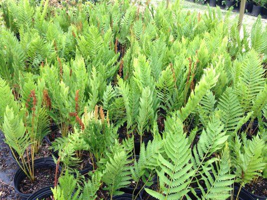 Cinnamon Fern