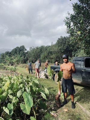 Helped pull taro from farmland on the north shore.