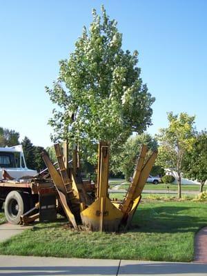 New tree going in to ground.