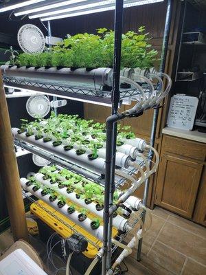 Our hydroponic herb rack.