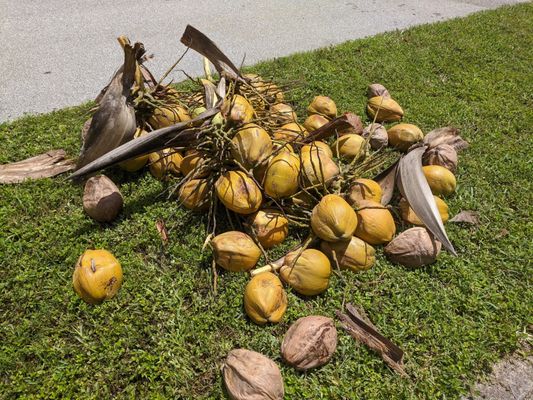 This is about a tenth of the coconuts they pulled down today.