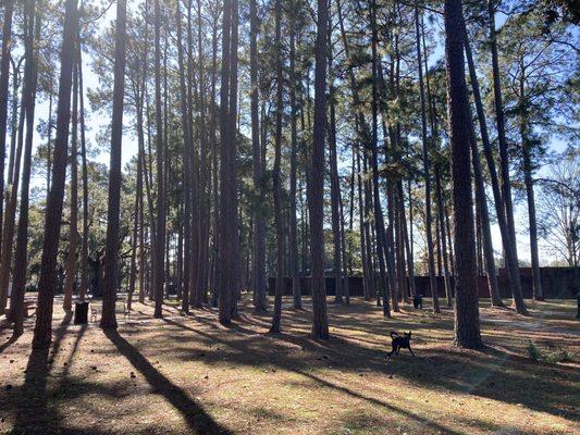 Trees at dog park