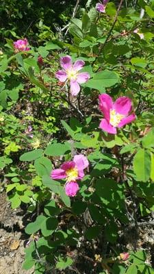 Wild roses