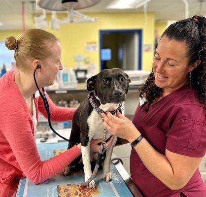 Dove Creek Animal Hospital