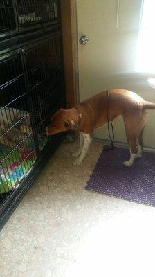 Ruby checking on her sister after Lucy getting groomed and bath